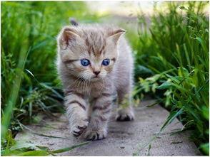 娱乐吃瓜酱找猫,猫咪界的“网红”诞生记  第1张