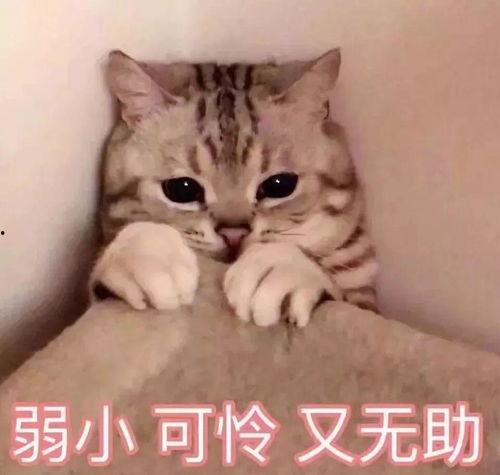 娱乐吃瓜君猫神,揭秘猫神背后的神秘故事 第2张 娱乐吃瓜君猫神,揭秘猫神背后的神秘故事 第2张